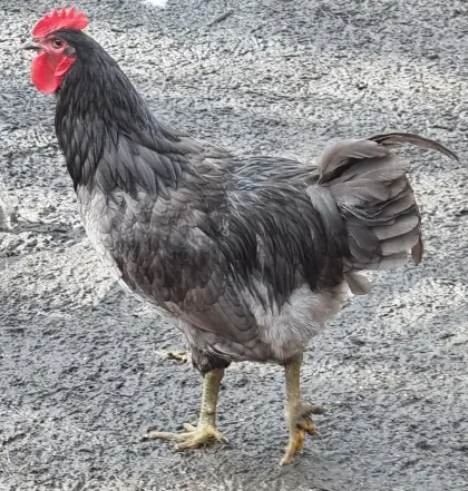 Verschiedene Hähne zum Hergeben