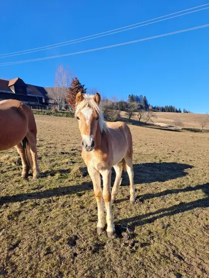 Haflinger-Fohlen
