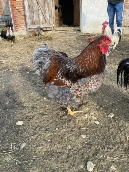 Reinrassige große Wyandotten-Hähne