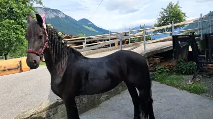 Biete Reitbeteiligung