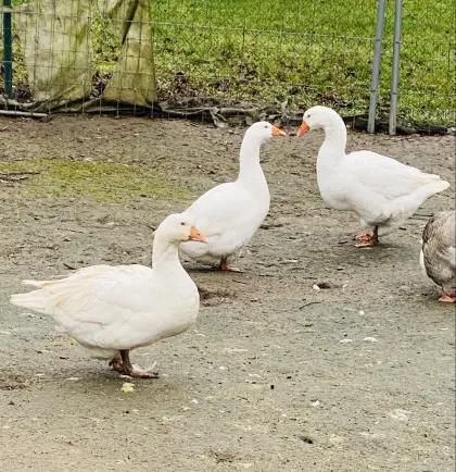 3 Stk. Gänse für die Zucht