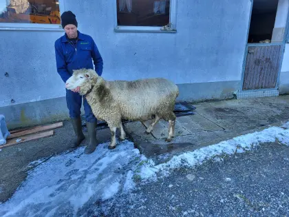 Ile de France Widder zu verkaufen
