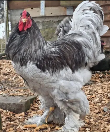 Brahma Bruteier Küken