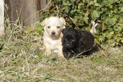 Mu-Chi (Mudi x Chihuahua) Welpen suchen ihren Lebensplatz