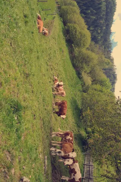 Verkaufe FV Zuchtkalbinnen