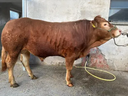 Bio Limousin Zuchtstier
