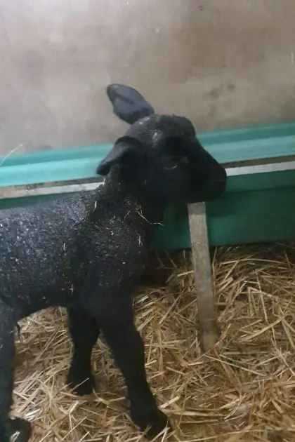 Ostfriesische Milchschaf Lämmer Bock