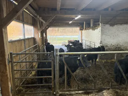 Dexterrinder - Herde