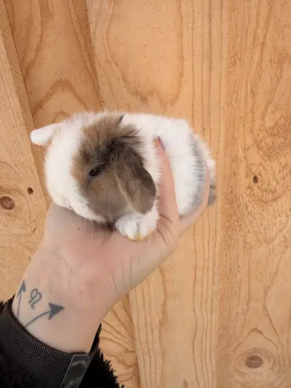 Junge Minilop Kaninchen