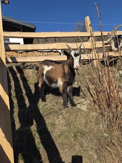 Tauernscheck-Ziegenbock