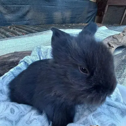 Zwergkaninchen Löwenkopf junge Kaninchen
