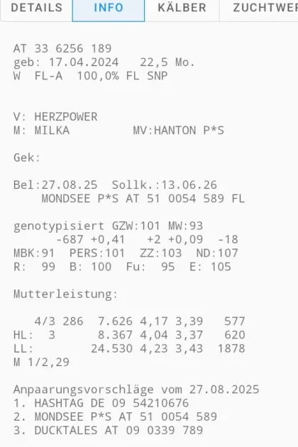 Trächtige BIO FL Kalbin