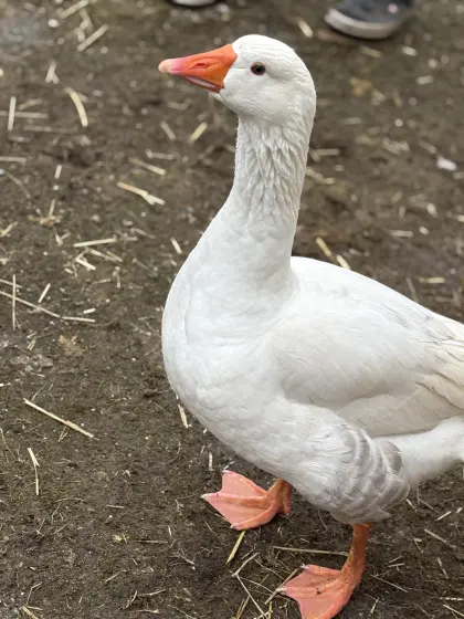 Weißer Ganter aus 2025