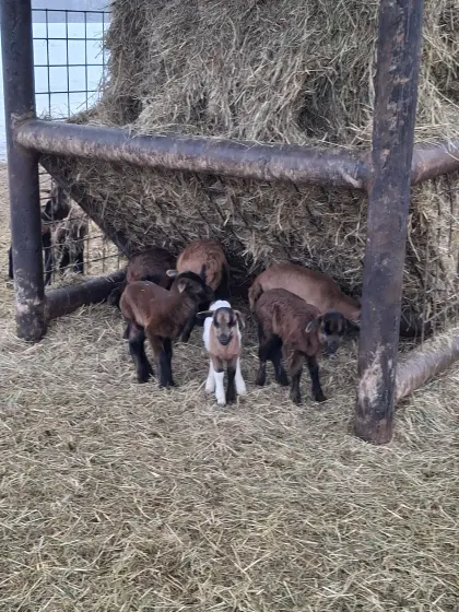Barbados x Kamerun-Böcke