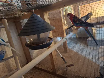 Sittiche zu verkaufen