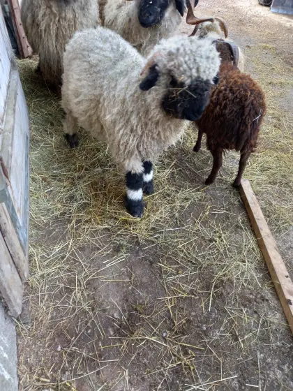 Walliser Schwarznasen Widder