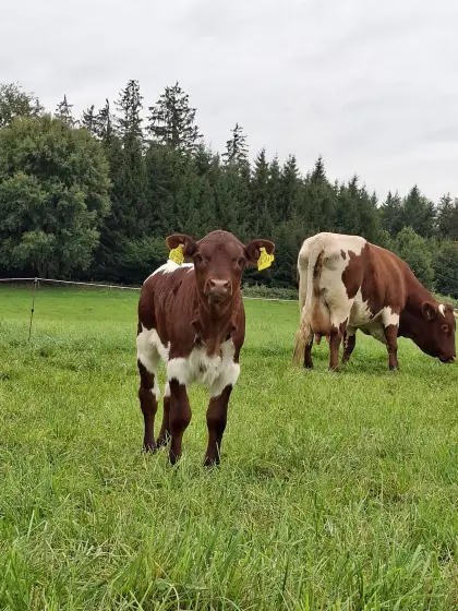 Pinzgauer Kalb weiblich