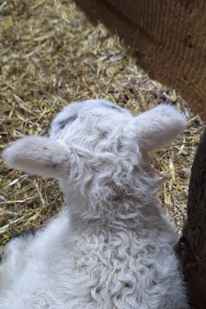 Mutterschafe mit Kerry Hill Mixlämmern