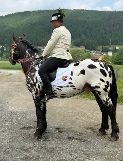 Noriker Schwarzflecktiger Wallach