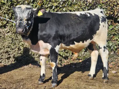 Pustertaler Sprinzen Jungstier PSS