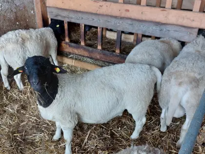 Dorper-Widder, Bruthenne mit Küken
