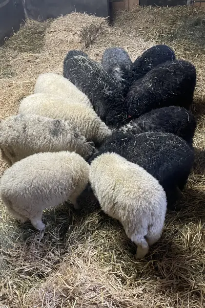 Alpine Steinschafe Bio