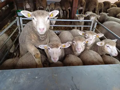 Ile de France Böcke