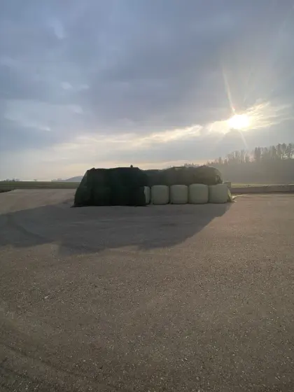 Bio-Silomaisballen (Maissilage)