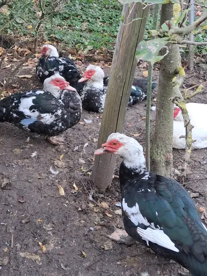 Flugenten Erpel von 2025