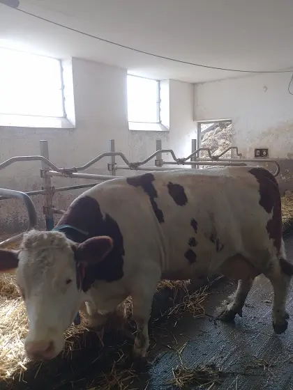 Fleckviehkuh in Milch