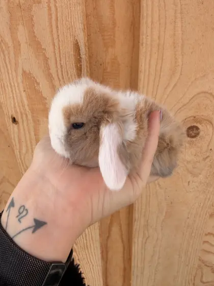 Junge Minilop Kaninchen