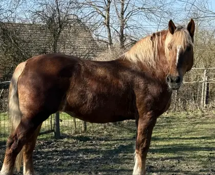 Hübsche 7-jährige Kaltblut Stute