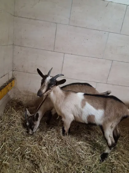 Verkaufe junge, sehr zutrauliche Ziegen