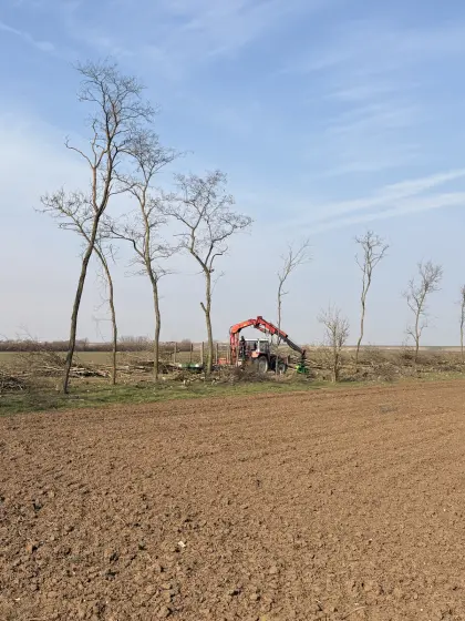 Grundstücksrodung, Baumschnitt, Holzbringung