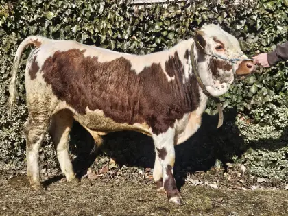 Pustertaler Sprinzen Jungstier PSR