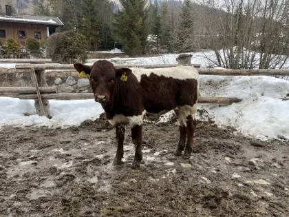 Original-Pinzgauer Kälber