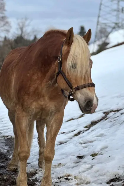 Zwei wunderschöne Haflingerwallache
