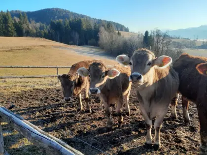Trächtige Bio Braunvieh Kalbinnen