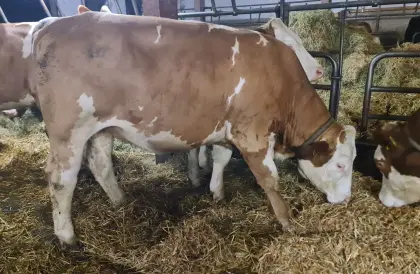 Verkaufe trächtige BIO FV Kalbin