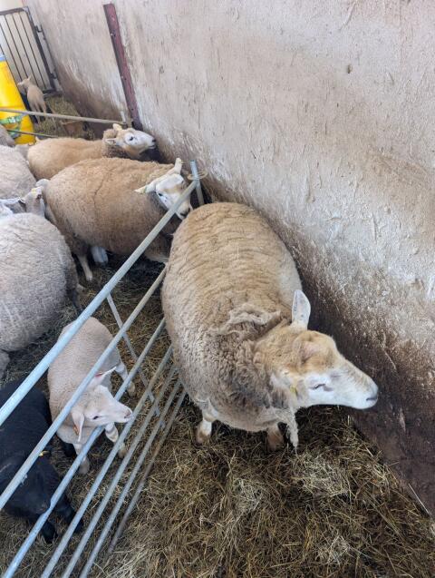 Lleyn-Widder
