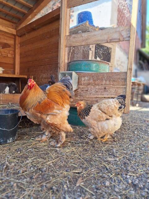 Brahma Gelb Columbia