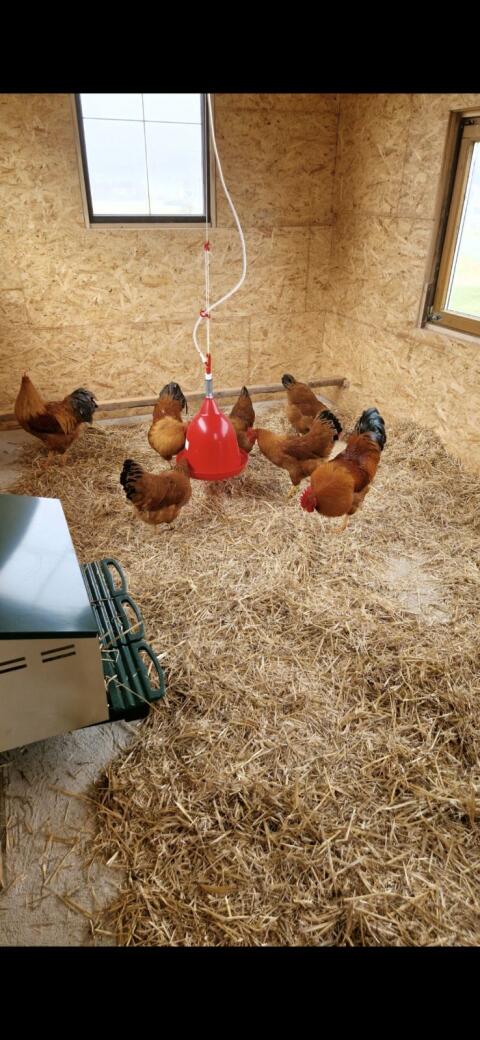 Bruteier New Hampshire goldbraun-schwarz, goldbraun-blau