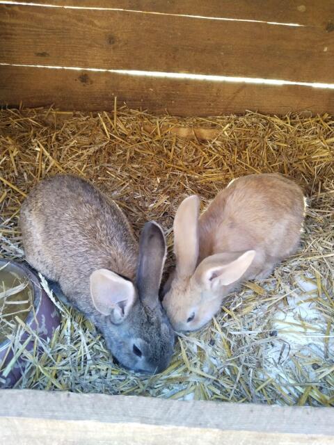 Wunderschöne Deutsche Riesen