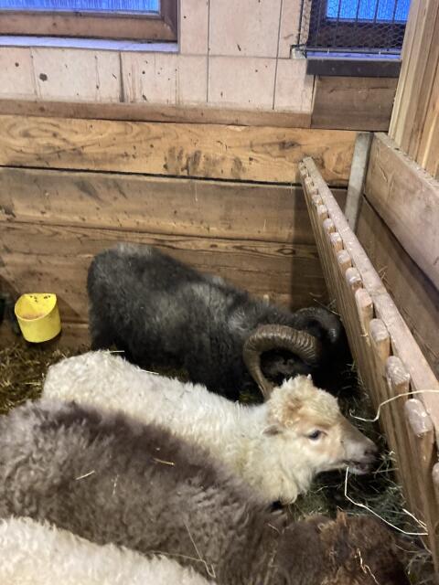 Quessant Zwergschaf Widder