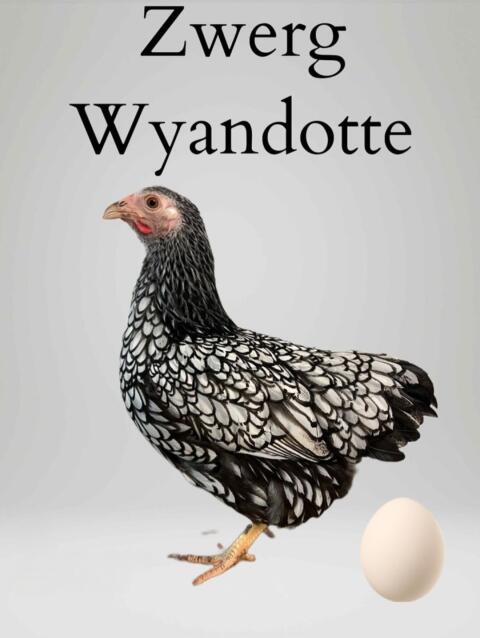 Zwerghühner, Zwergrassen, Hühner, Hennen, Junghennen