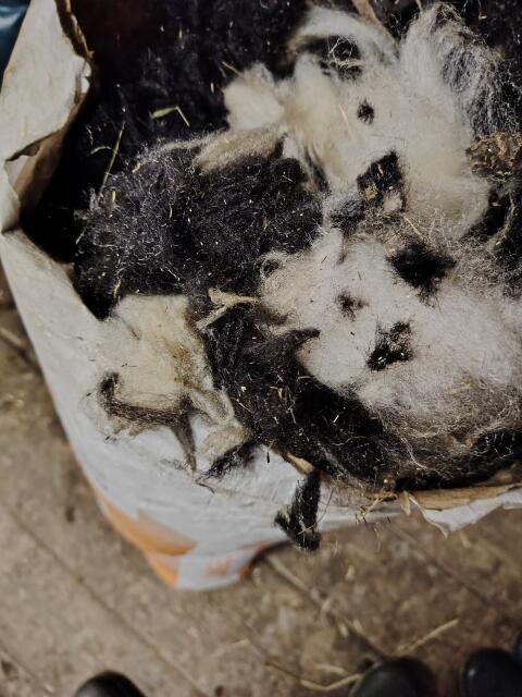 Schafwolle abzugeben, große Mengen vorhanden