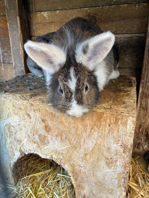3 Kaninchen zu verschenken