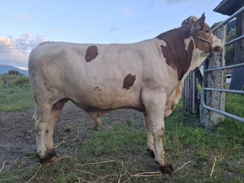 Fleckviehstier Zuchtstier