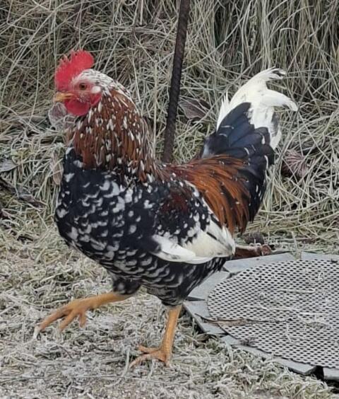 Steinpipperl