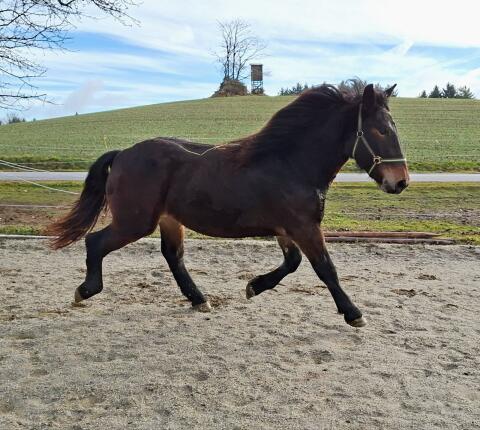 2-jährige Norikerstute